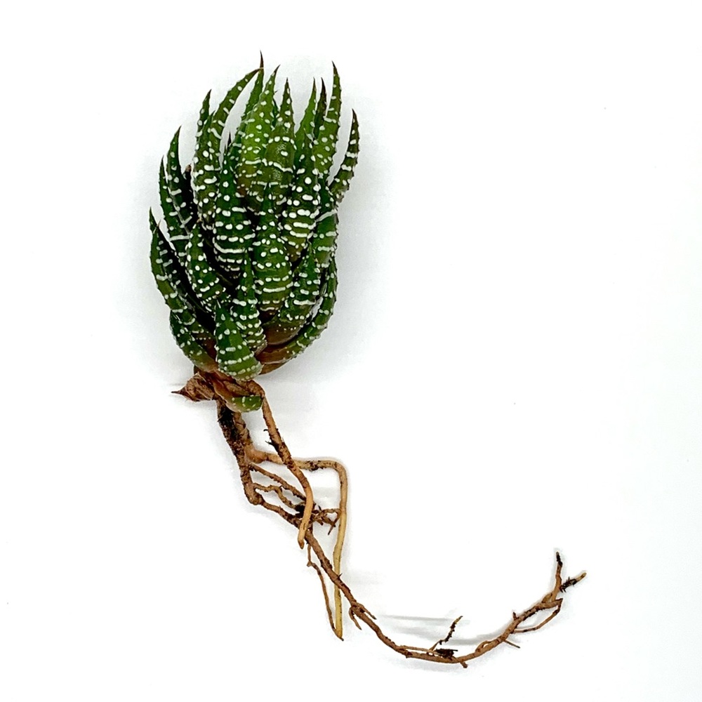 Zebra Haworthia - Houseplant